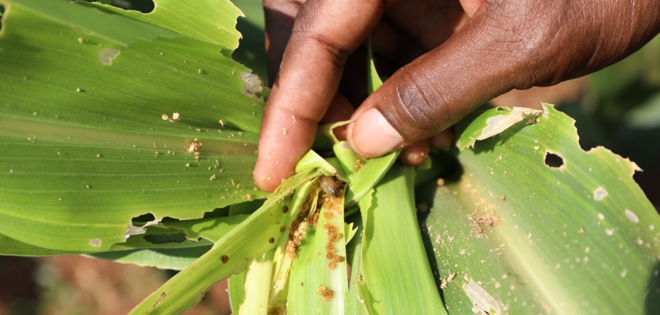 Exploring the best tactics to combat Fall Armyworm outbreaks in Africa 